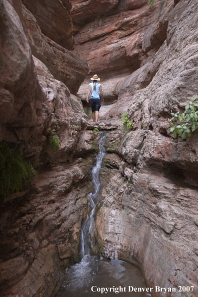 Hiker exploring feeder stream of the Colorado River.  Grand Canyon.