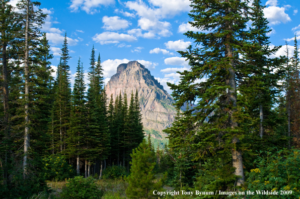 Glacier National Park Sinopah Mountain