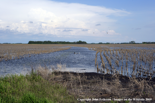 Flooded crop fields