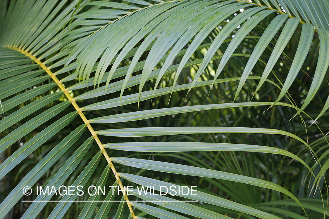 Jungle vegetation close-up.