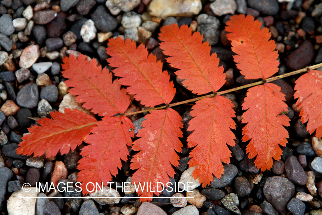 Mountain-ash leaf in autumn.