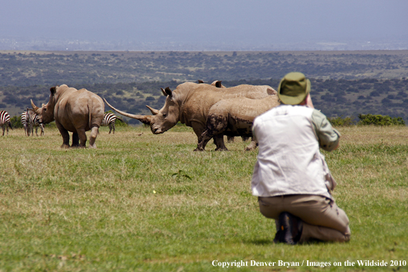 Photography white rhinos on african safari