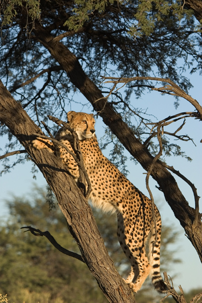 Cheetah in a tree.  Africa.