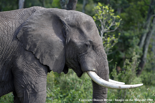 African Bull Elephant 