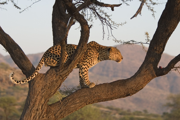 Leopard in tree. Africa