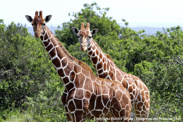 Reticulated Giraffe 