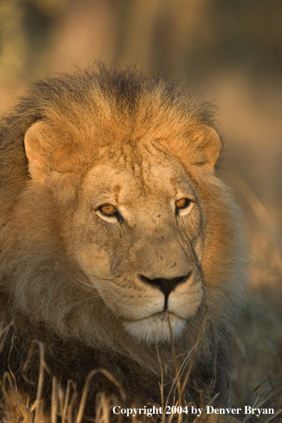 Male African lion in habitat. Africa