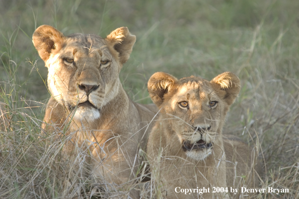 African Lionesses in the bush.