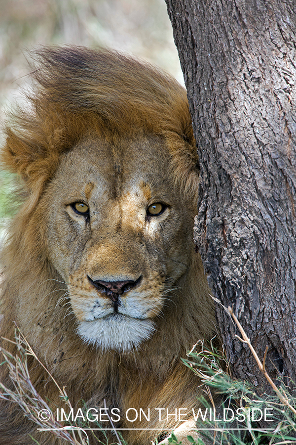 Male African lion in habitat.