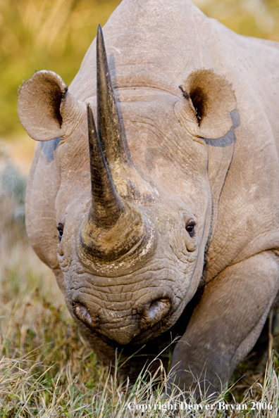 Black rhino in Africa.