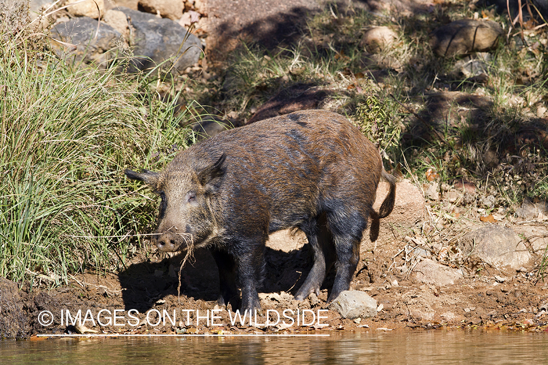 Feral hog in habitat. 