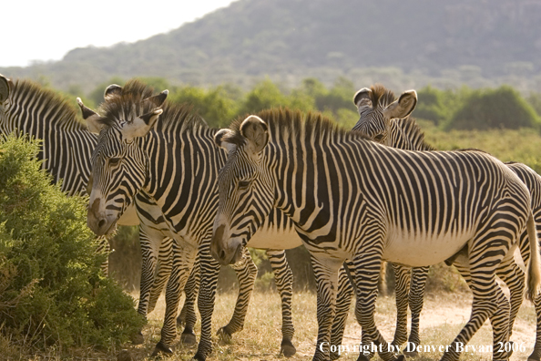 Grevy's Zebra