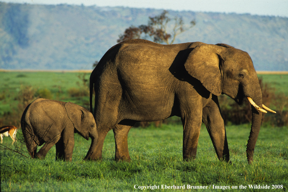 Baby Elephant with mother