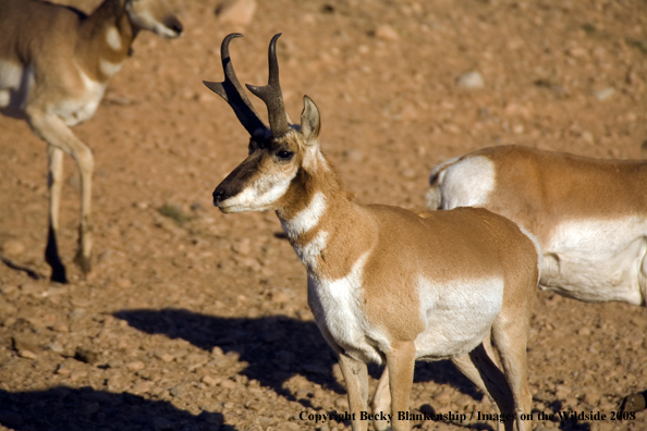 Pronghorn antelope