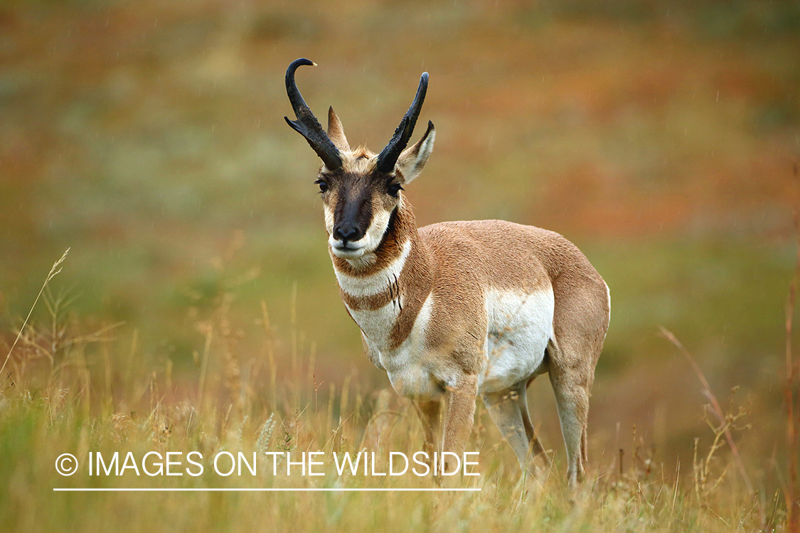 Pronghorn Antelope in habitat. 