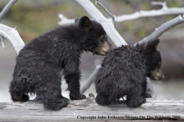 Black bear cub in habitat.