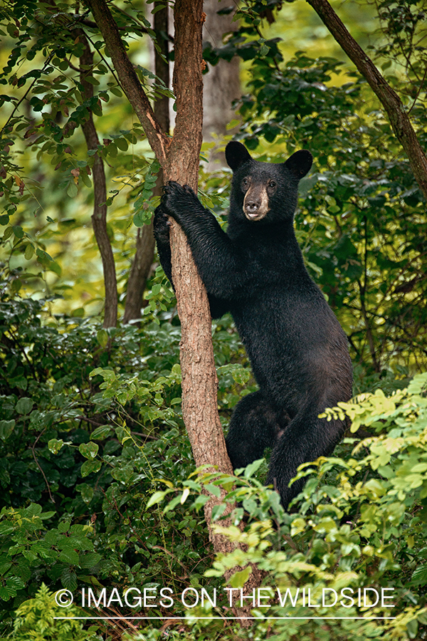 Black bear in habitat. 