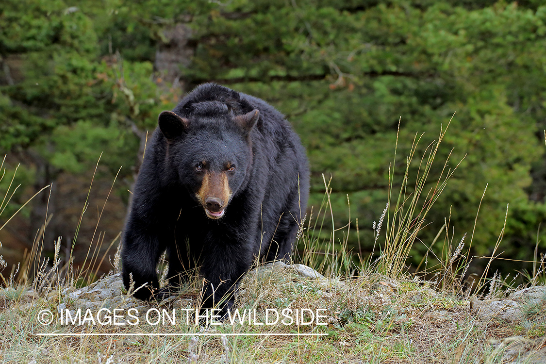 Black Bear in habitat.