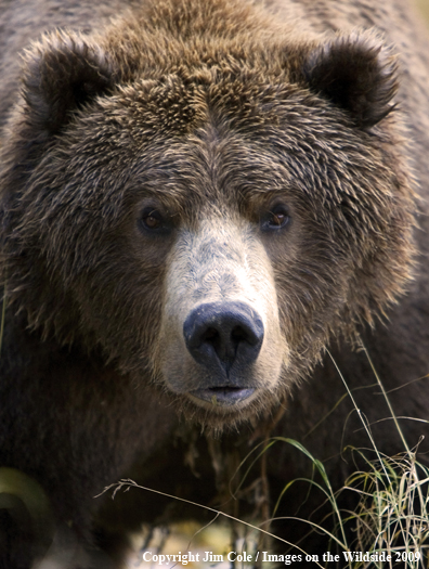 Grizzly bear in habitat