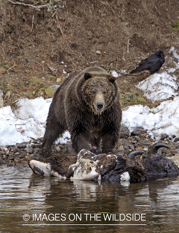 Grizzly Bear on bison carcass. 