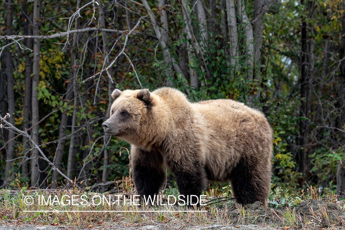 Grizzly bear in field.