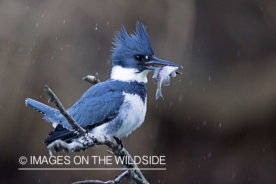 Kingfisher in habitat with small fish.