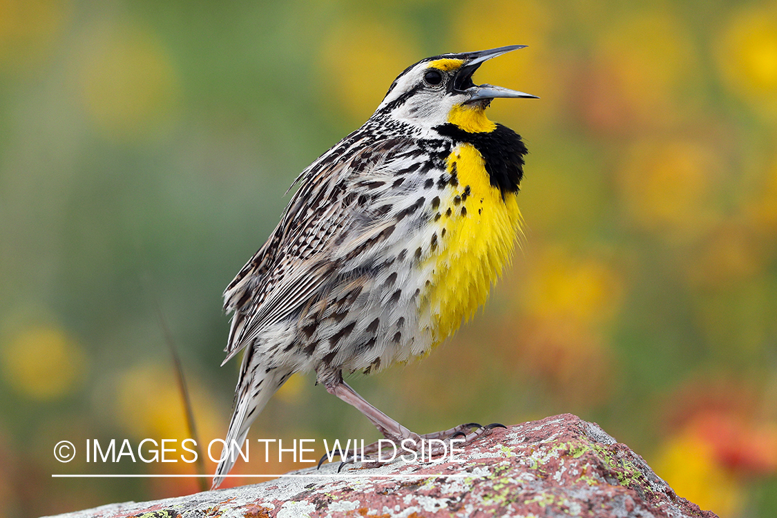 Western Meadow Lark singing.