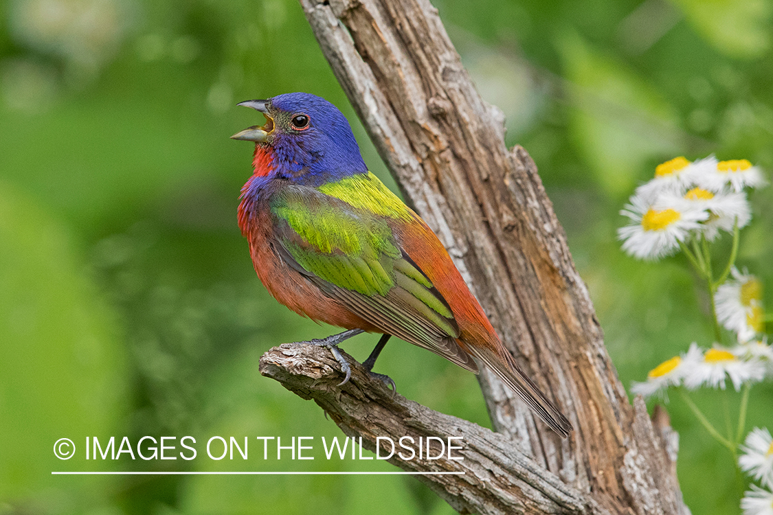 Painted Bunting on branch.