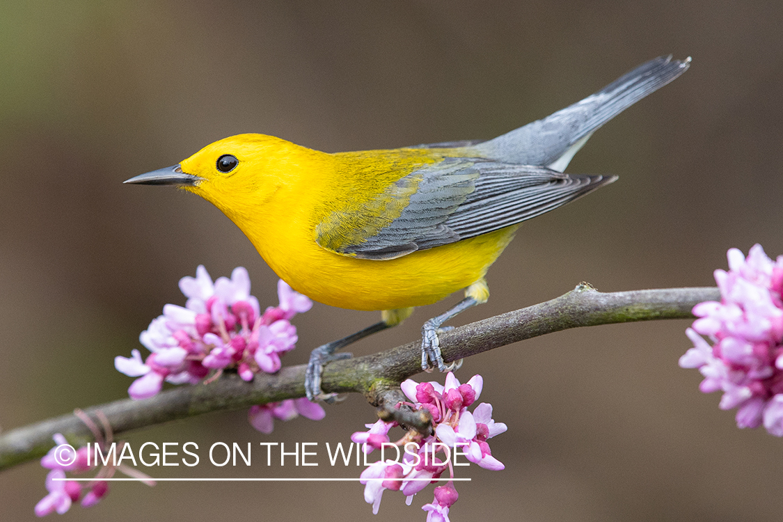 Prothonotary warbler on branch.