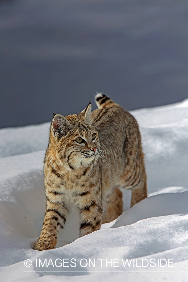 Bobcat in habitat.