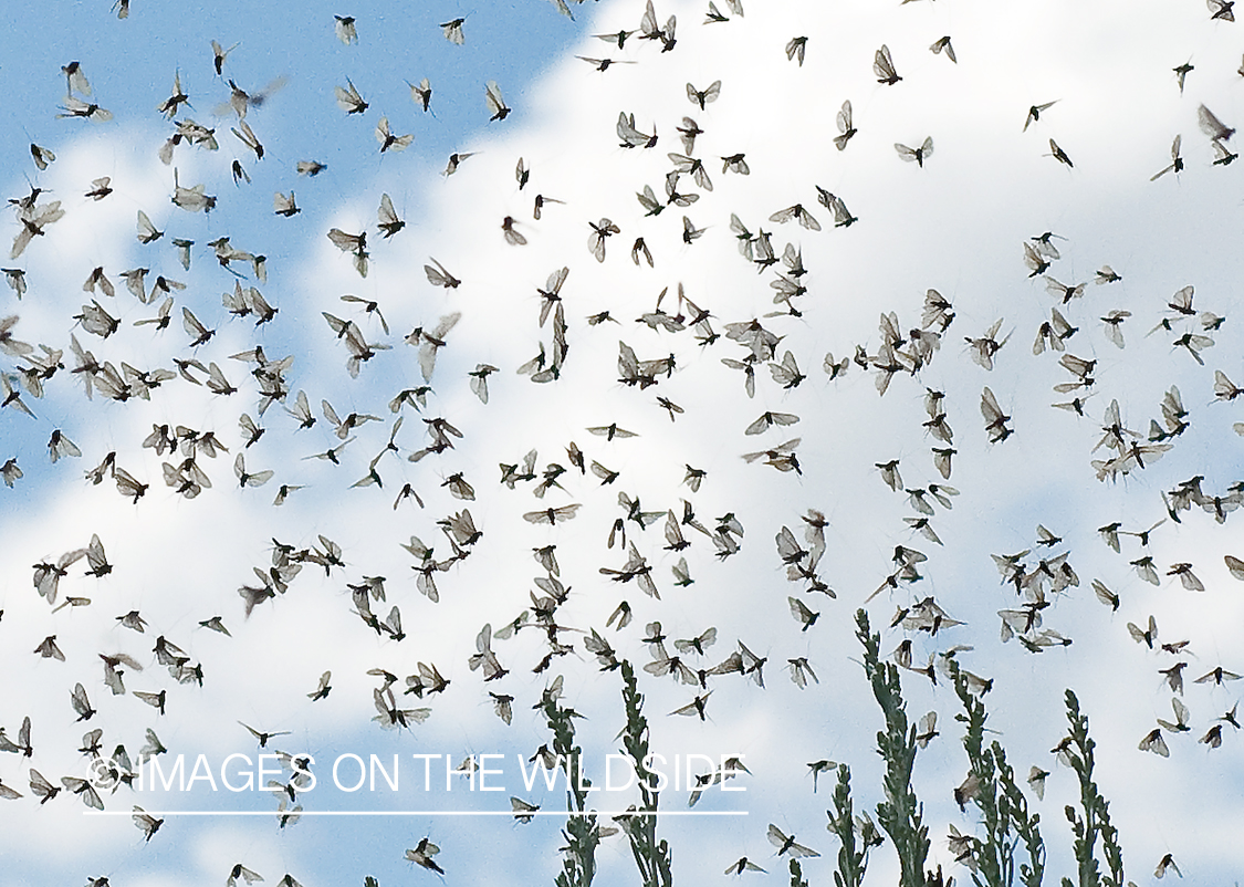 Caddisflies in flight.