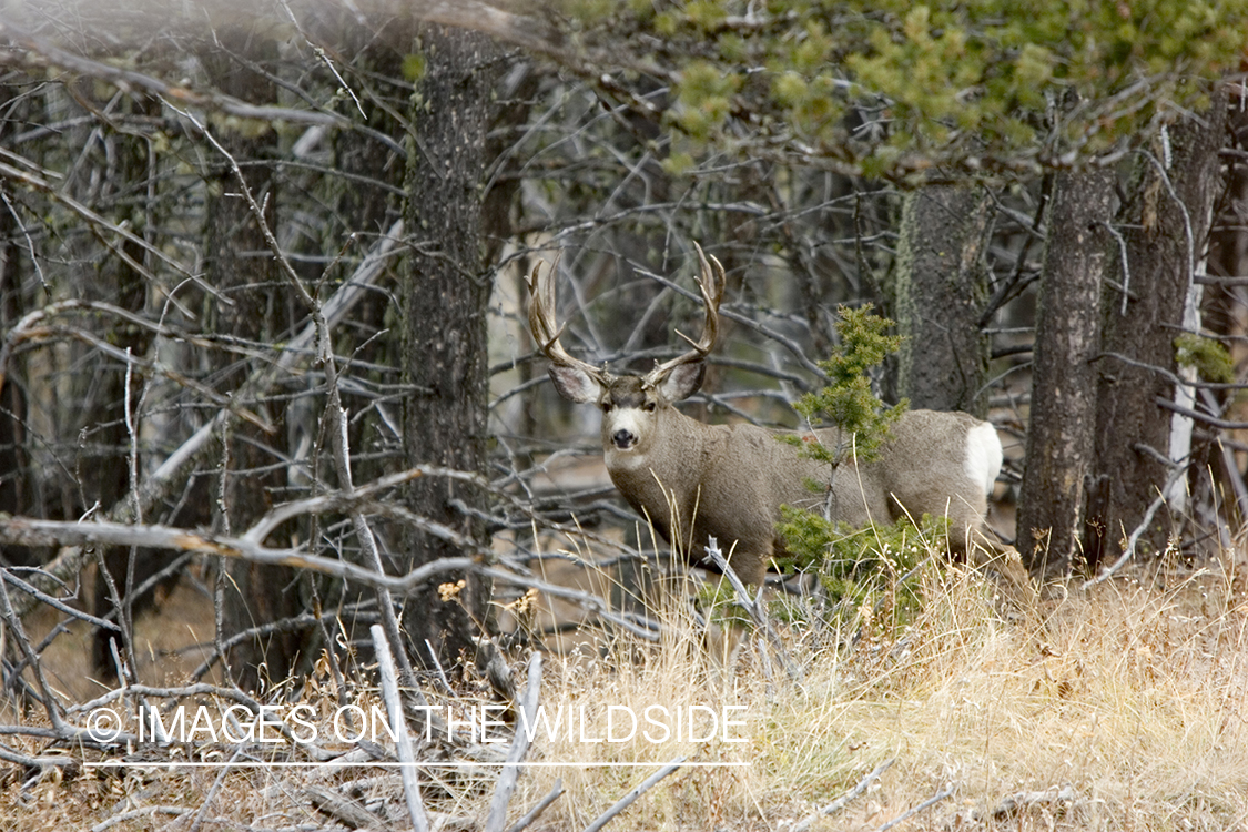 Mule deer buck in habitat.