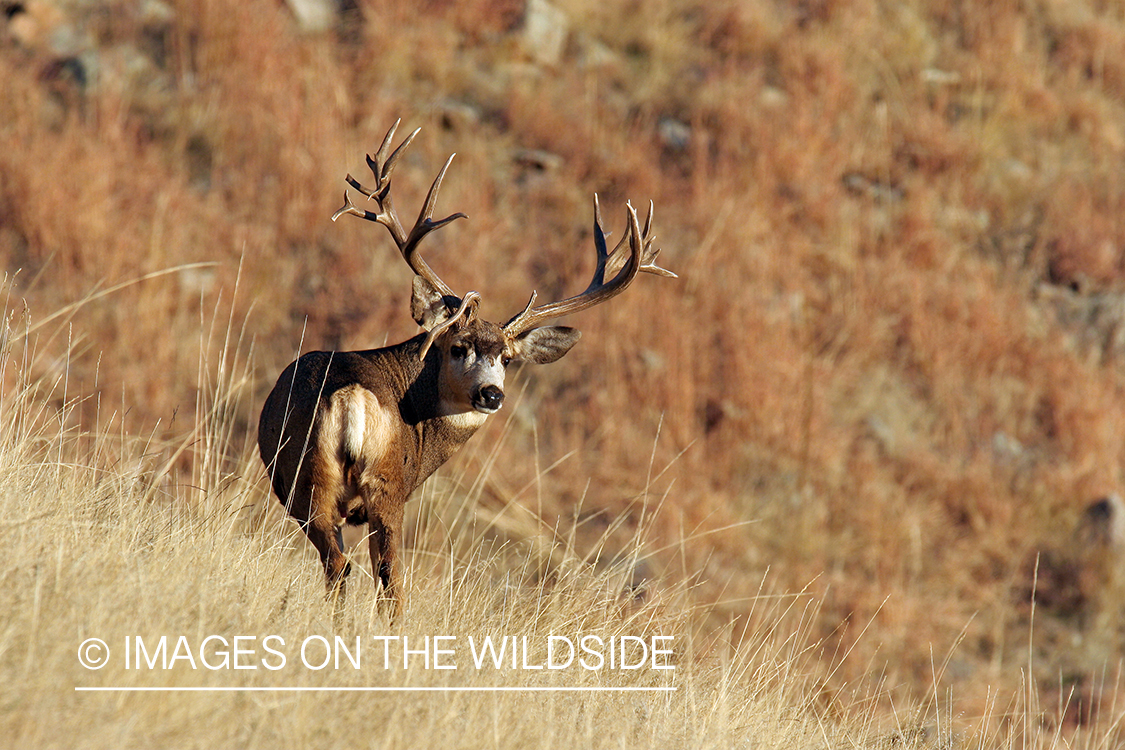 Mule deer buck in habitat. 