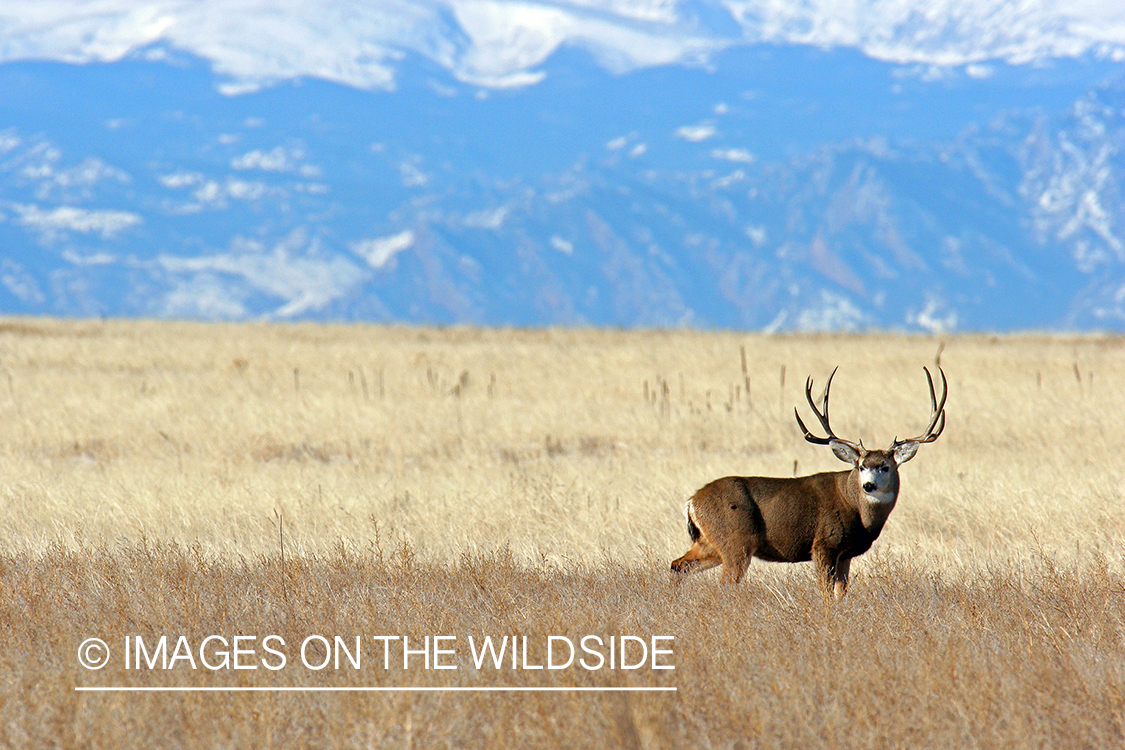 Mule deer buck in habitat. 