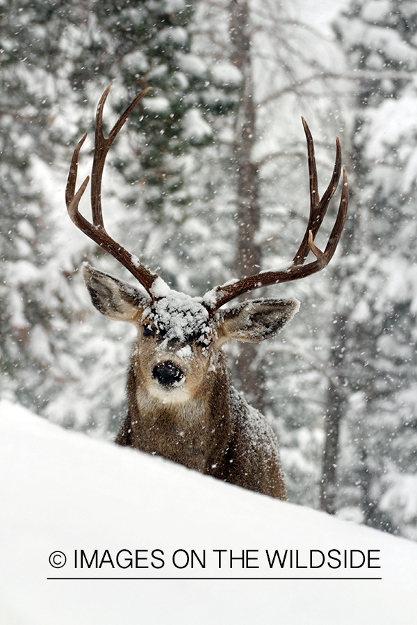 Mule deer buck in snow. 