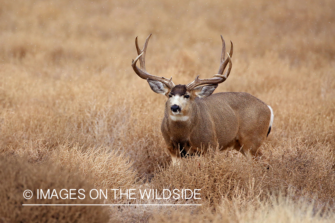 Mule deer buck in habitat.