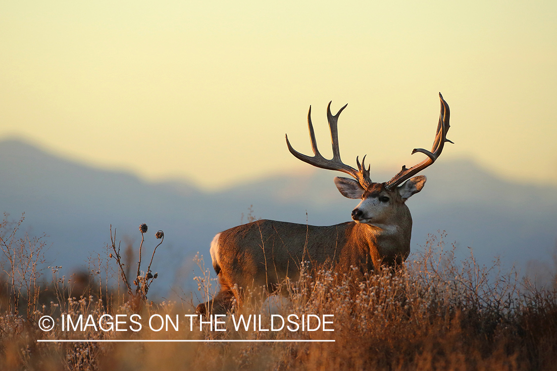 Mule deer buck in habitat. 