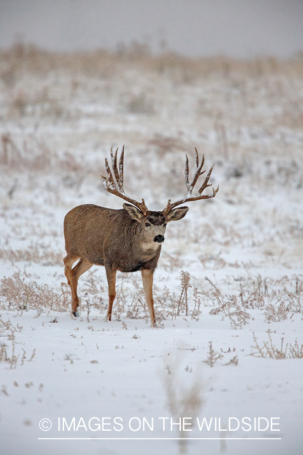 White-tailed buck in field in winter.