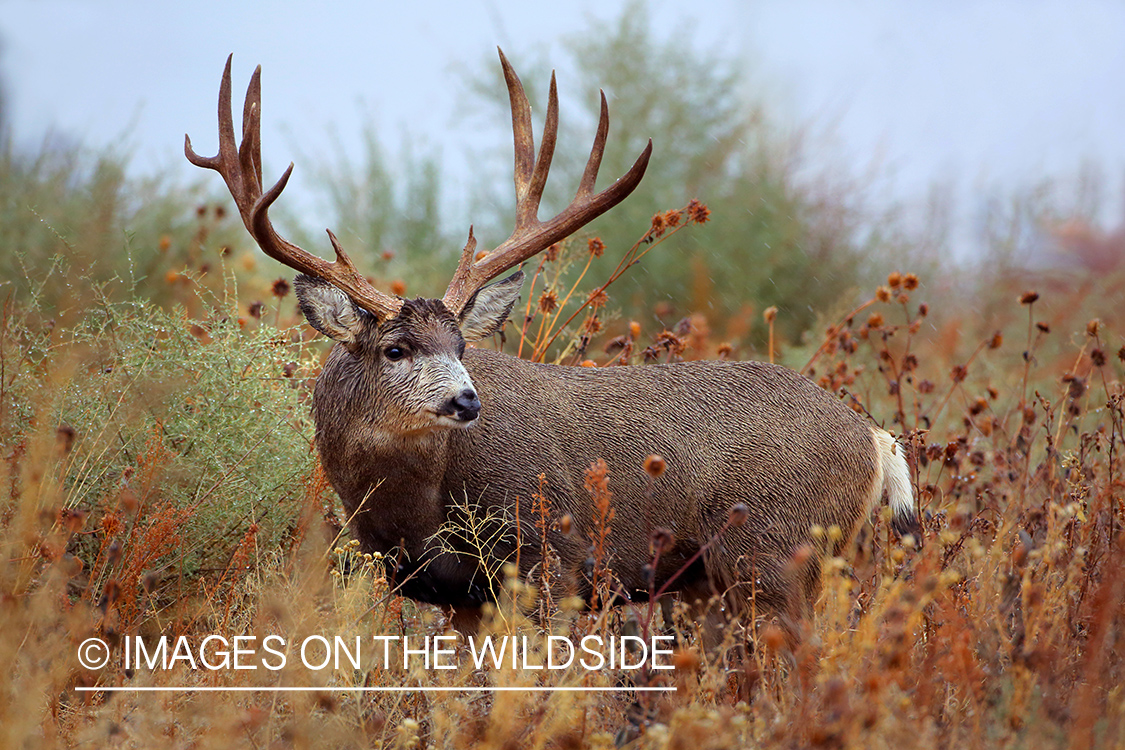 Mule deer buck in rut in field. 