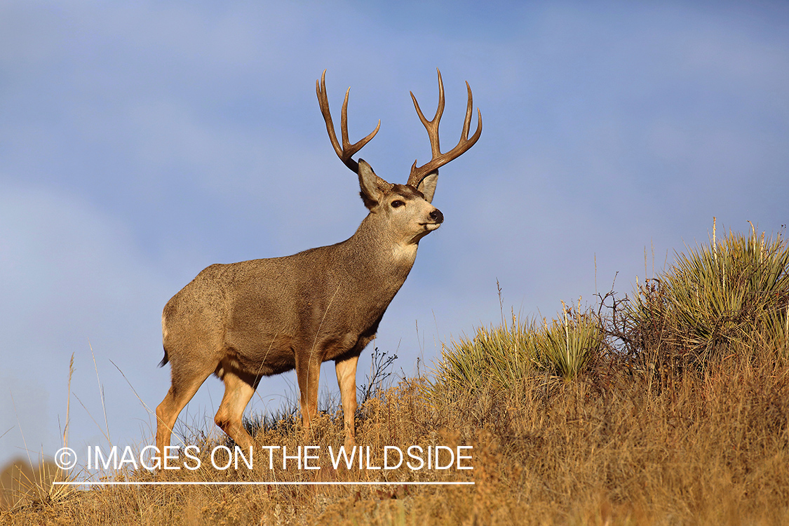 Mule deer buck in field.