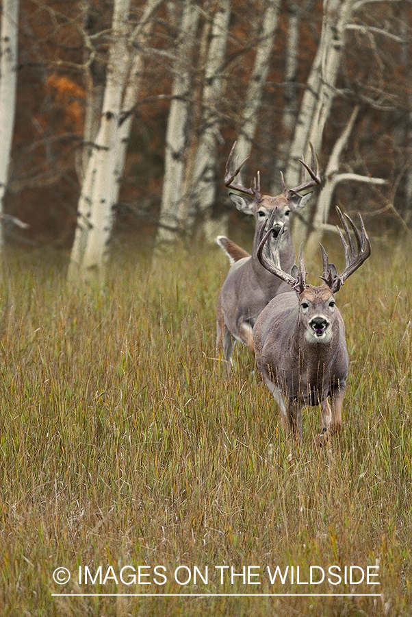 Whitetailed deer in habitat.