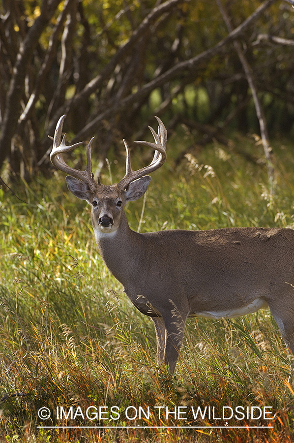 Whitetail Buck