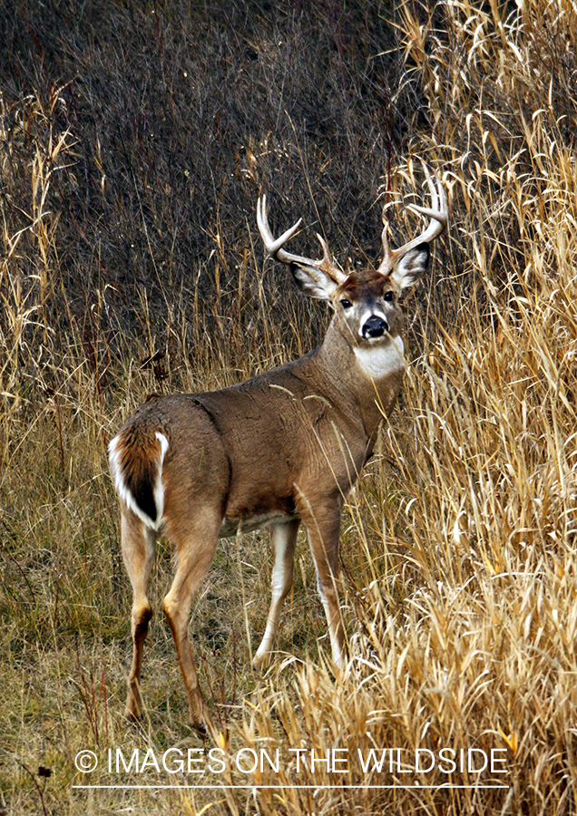 Whitetail Buck