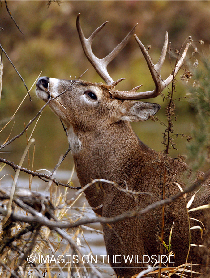 Whitetail Buck in Rut