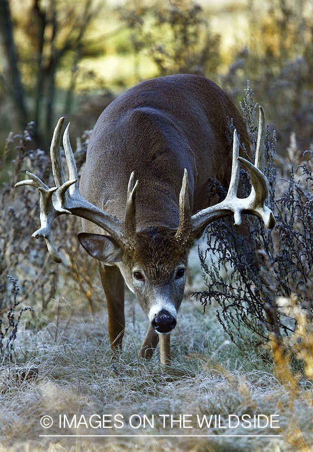 Whitetail buck in habitat