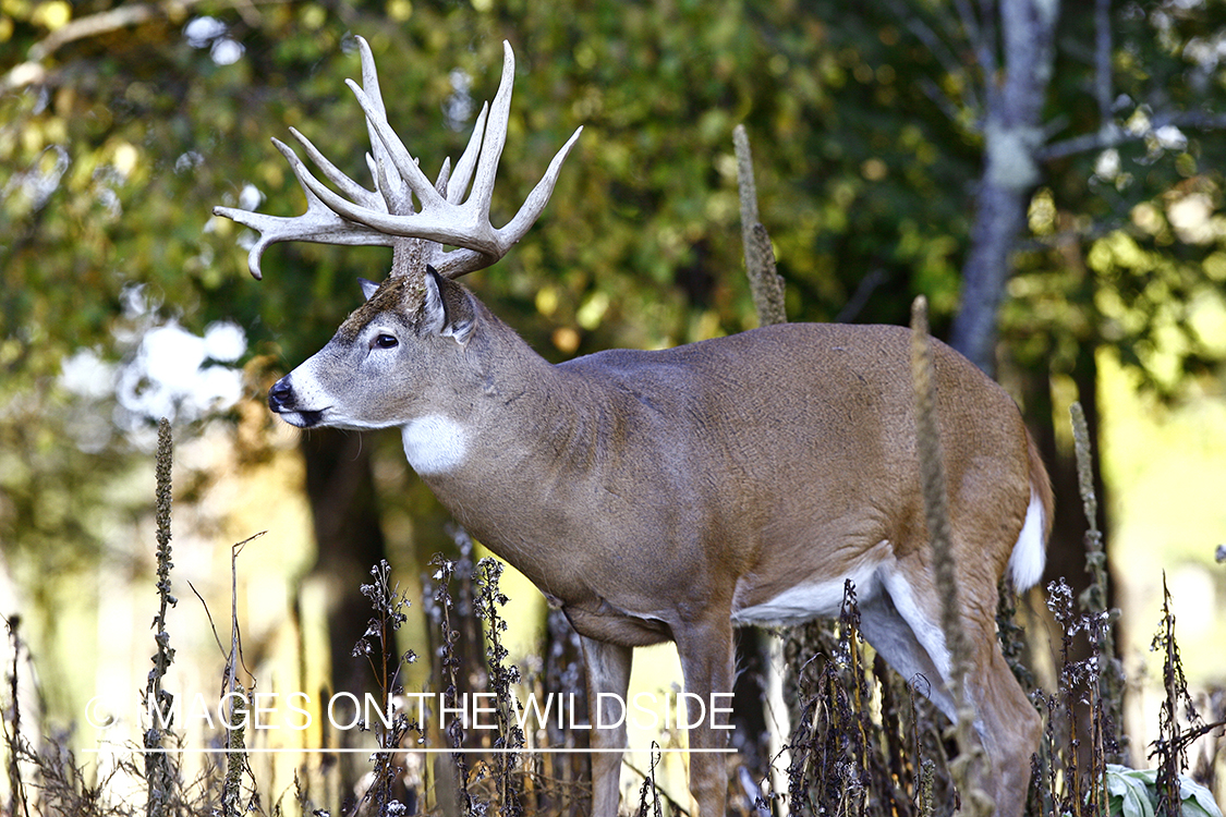 Whitetail buck in habitat