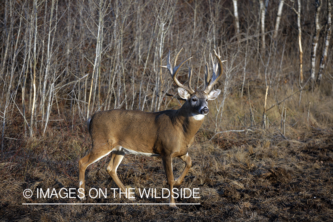 Whitetail buck in habitat