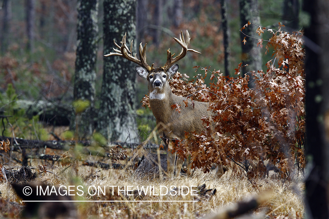 Whitetail buck in habitat.