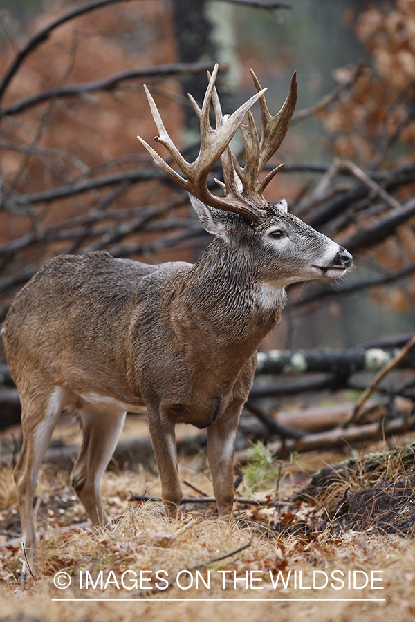 Whitetail buck in habitat.