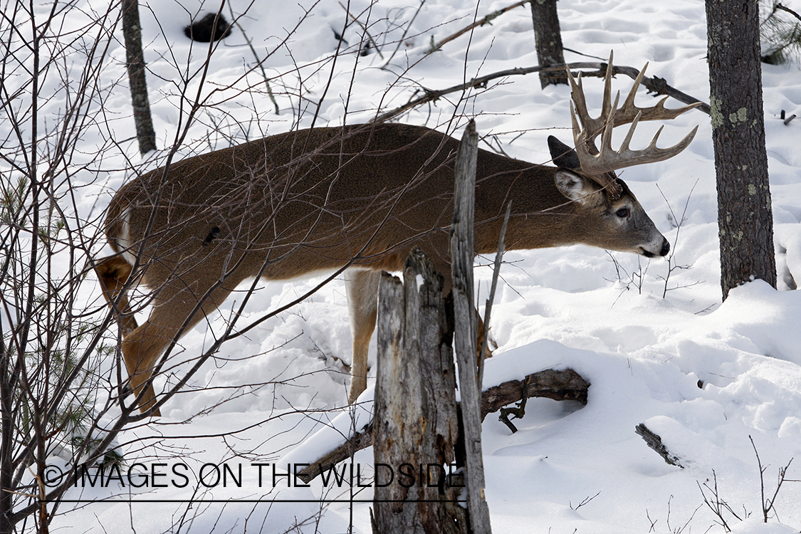 White-tailed buck in habitat.